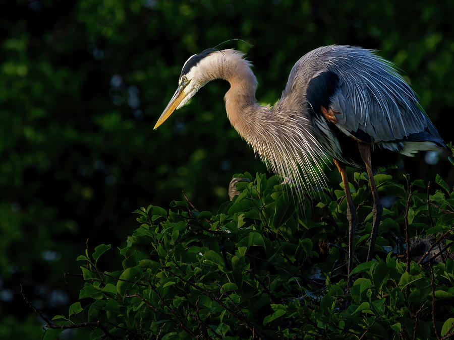 Gazing Great Blue Heron.... Photograph by David Choate | Pixels