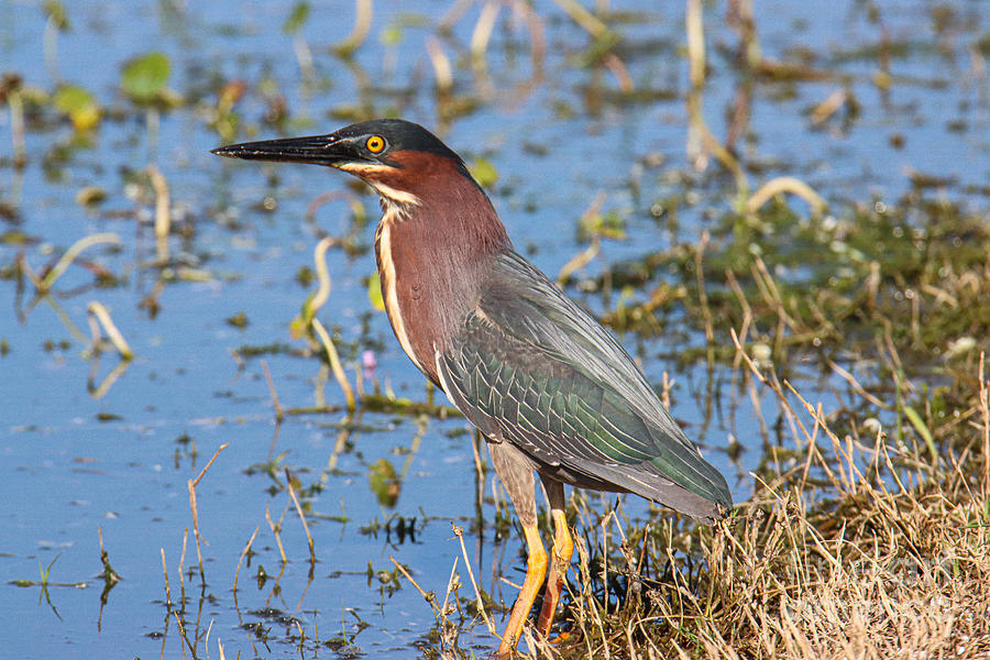 Gazing Heron Photograph by Cathy Johnson - Fine Art America