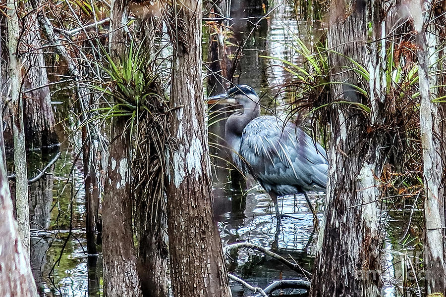 GBH at Big Cypress Swamp Photograph by Scott Moore