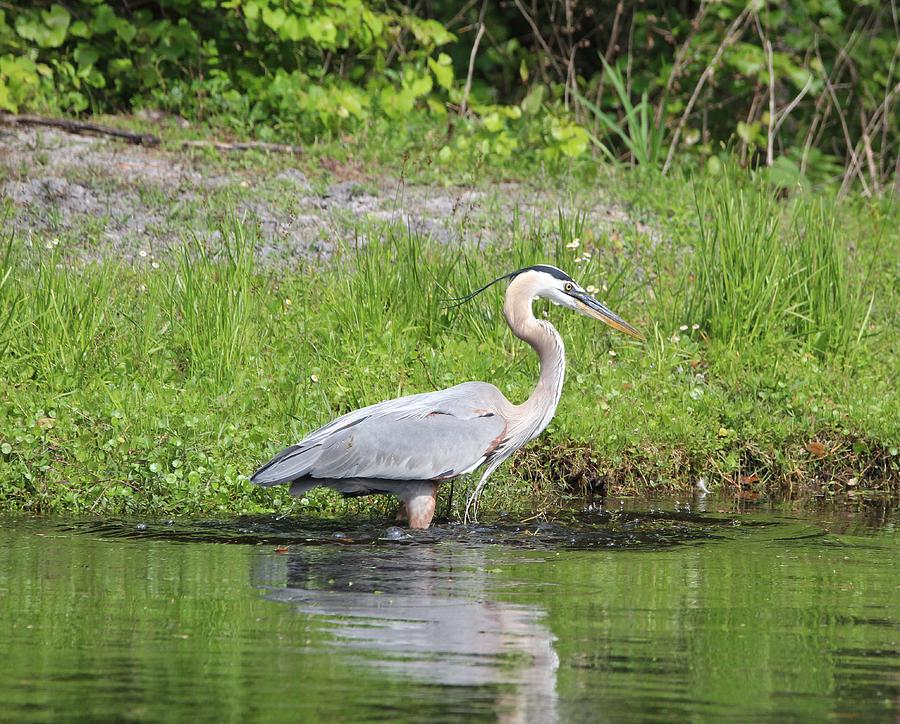 GBH Photograph by Eva Underberg - Fine Art America