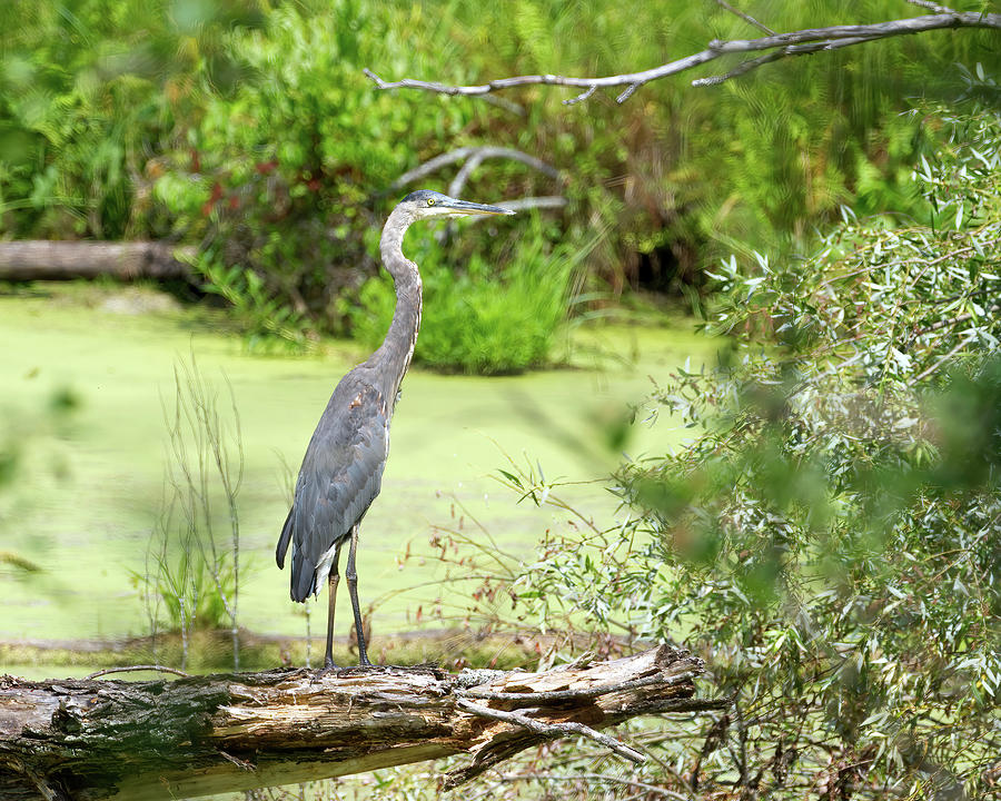 GBH in Swamp Photograph by Flinn Hackett