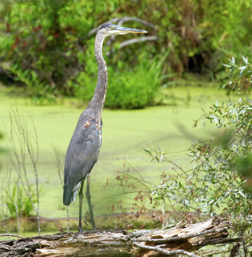 GBH in Swamp-Vertical Photograph by Flinn Hackett