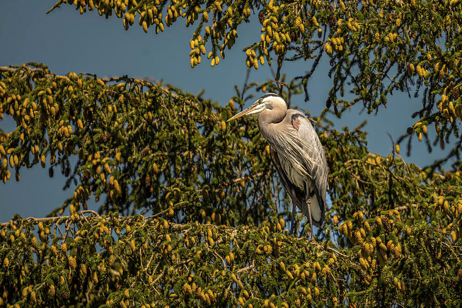 GBH in tree on Oregon Coast Photograph by Bill Posner GBH in tree on Oregon Coast Photograph by Bill Posner