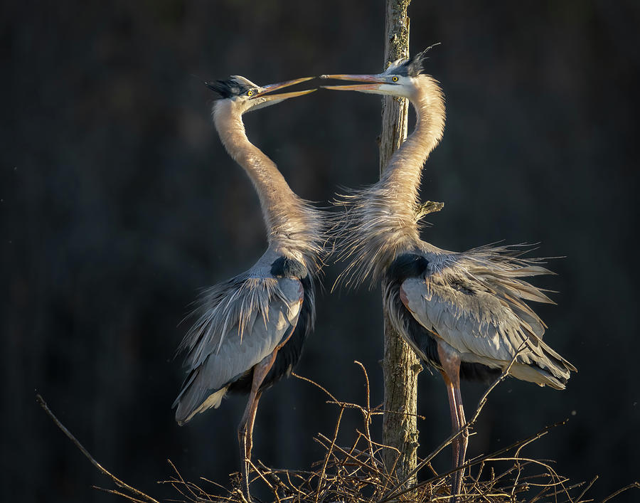 GBH Love Photograph by Jim Miller