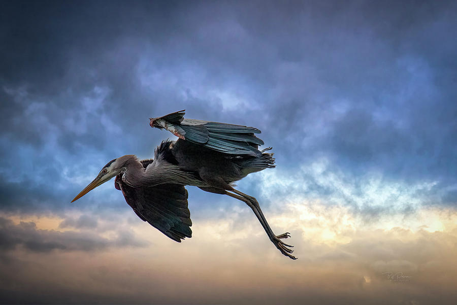 GBH Sky Dance Photograph by Bill Posner