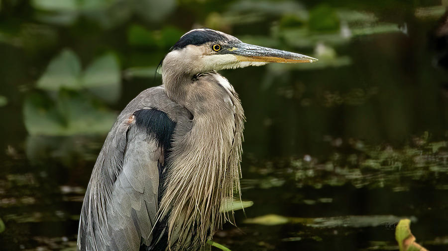 GBH Upclose Photograph by Bill Posner