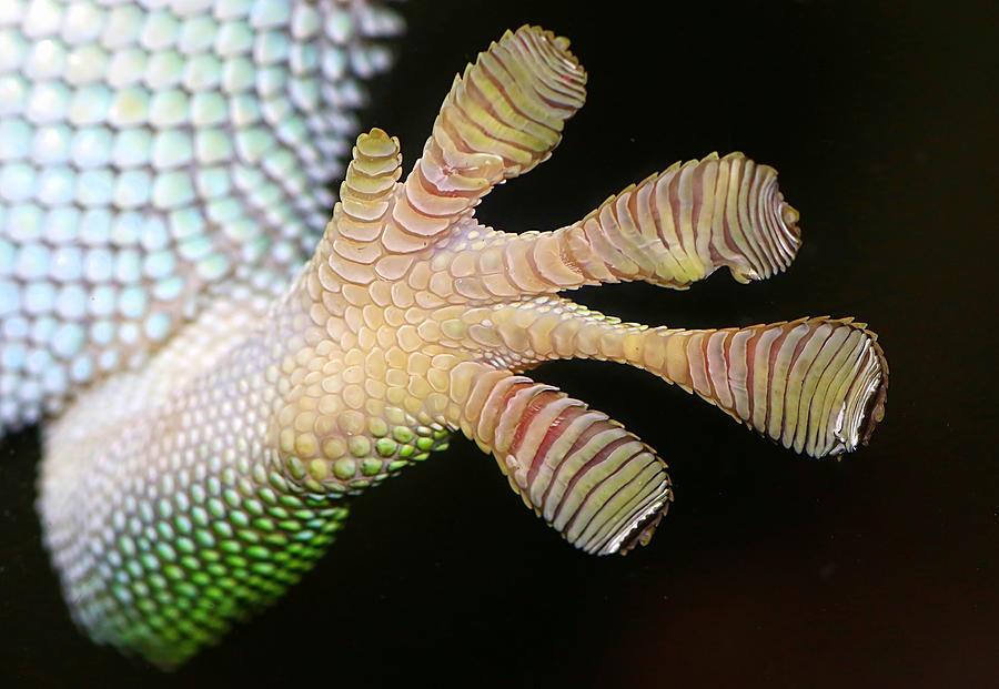 Gecko Adhesive Toe Pads Photograph by Ger Bosma