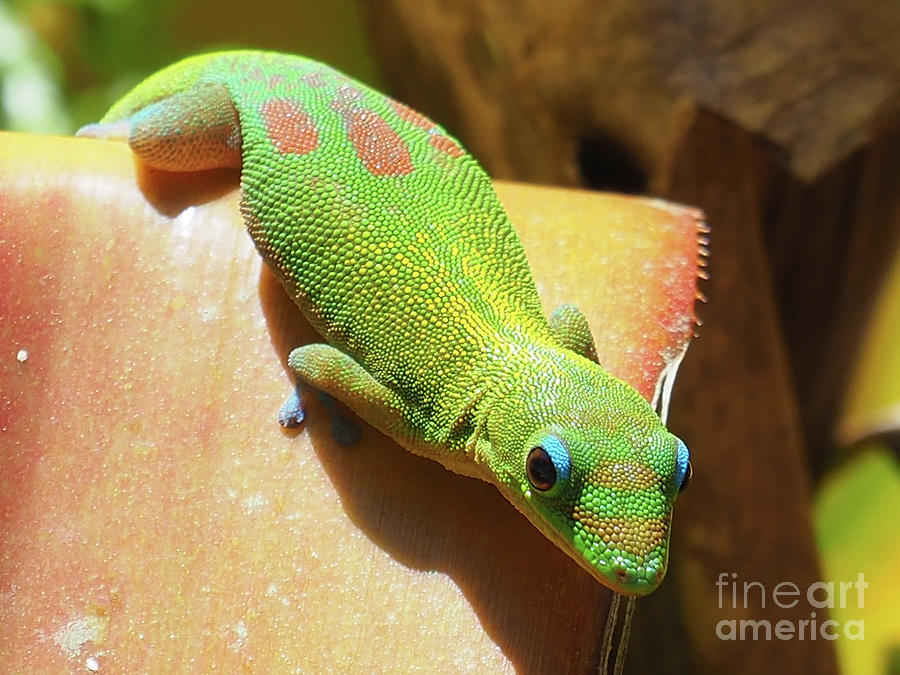 Gecko Photograph by Adrienne Franklin