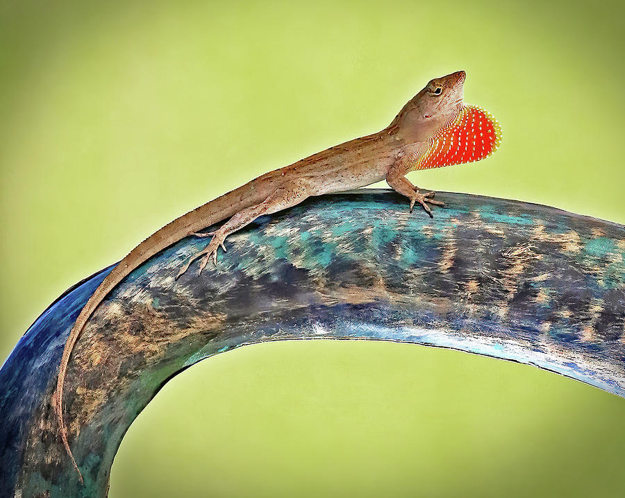 Gecko Dating Photograph by Gina Fitzhugh