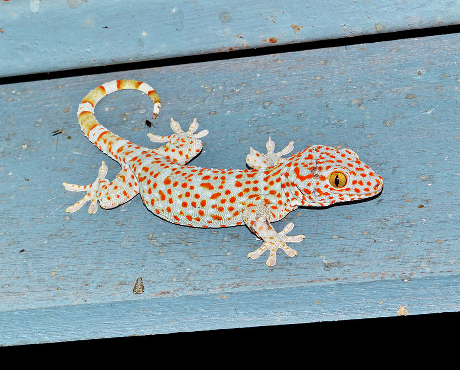 gecko (Gekkonidae) Photograph by Puthuchon