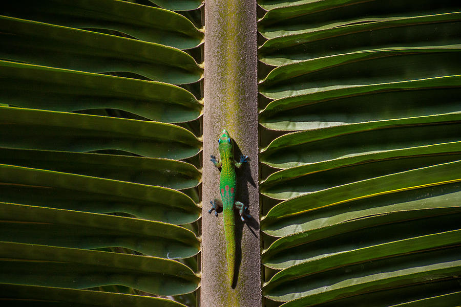 Gecko Photograph by Mike Dillon