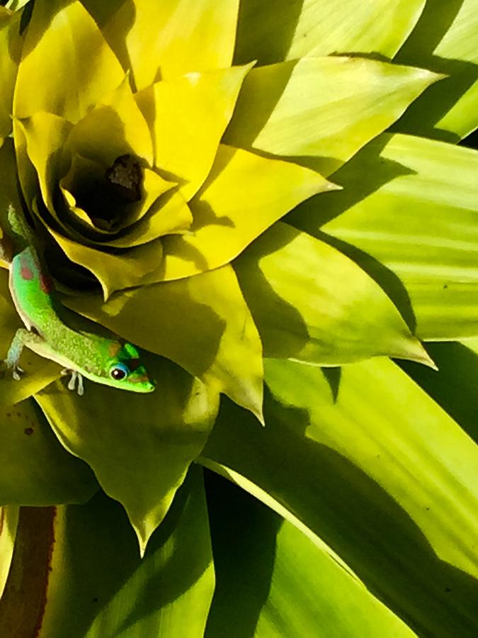 A green gecko on a yellow bromeliad greets the morning   Photograph by Lehua Pekelo-Stearns