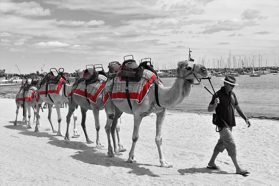 Geelong Camel Walk Photograph by Yolanda Caporn