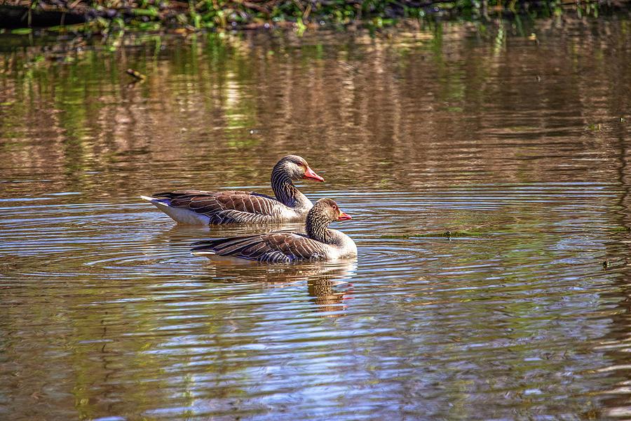 Goose Photograph - Geese in creek #m6 by Leif Sohlman