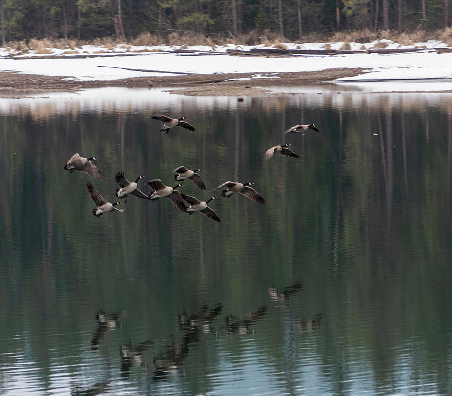 Geese About to Land Photograph by Matthew Nelson