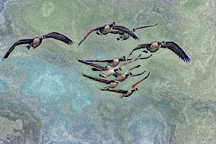 Geese And Clouds Digital Art by Tom Janca
