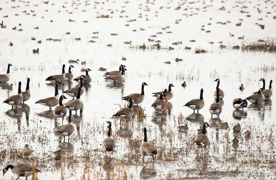 Geese and Ducks resting along the Atlantic Flyway during the Migration Photograph by Jeannette Hunt