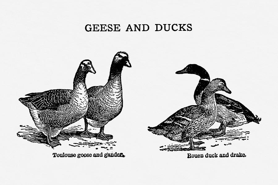Geese Digital Art - Geese and Ducks - Vintage Farm Illustration - The Open Door to Independence by Studio Grafiikka