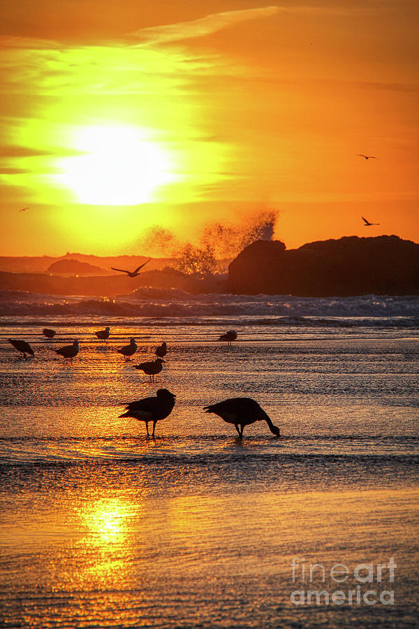 Sunset Photograph - Harris Beach Canadian Geese And Seagulls  by Michele Hancock Photography
