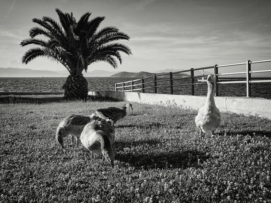 Geese and the Cat in the Shadows bw Photograph by Jouko Lehto