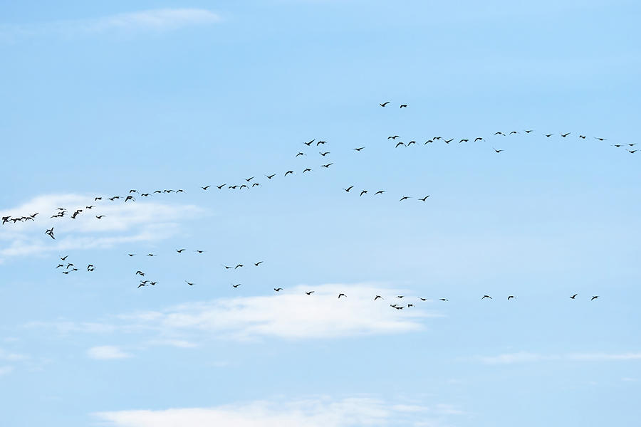 Geese are comimg Photograph by Jouko Lehto