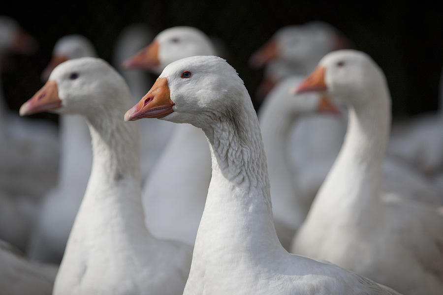 Geese are raised in a pen at a poultry farm Photograph by Bloomberg Creative Photos