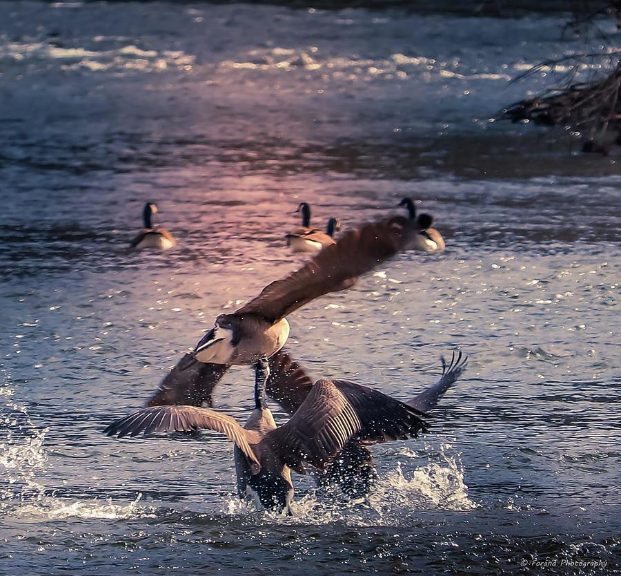 Geese At Play Photograph