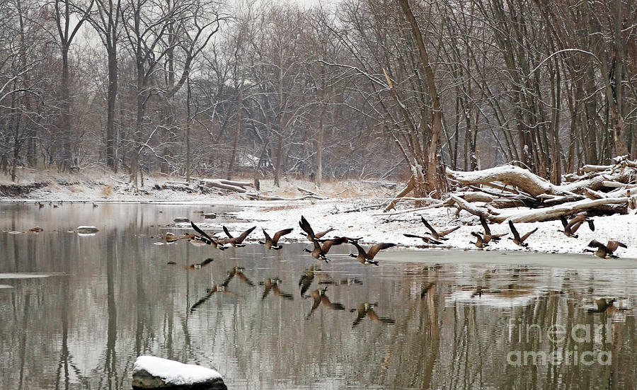 Geese at Sidecut Park 5764 Photograph by Jack Schultz
