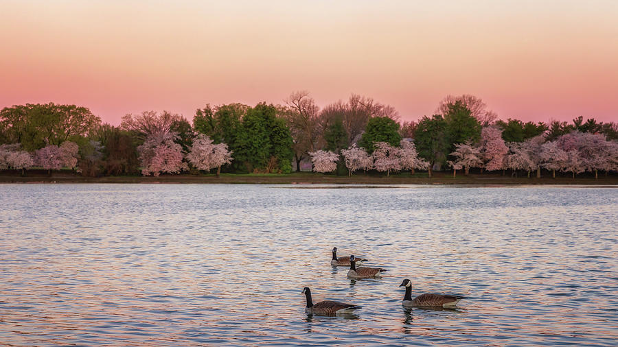 Geese at Sunrise on the Tidal Basin Photograph by Susan Rissi Tregoning