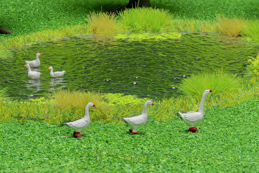 Geese At The Duckpond Photograph