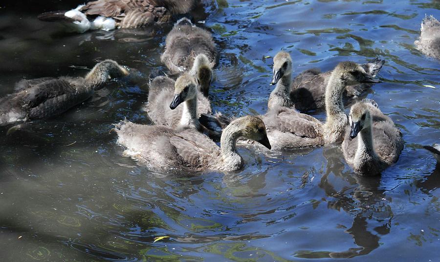 Geese Babies Photograph by Ee Photography