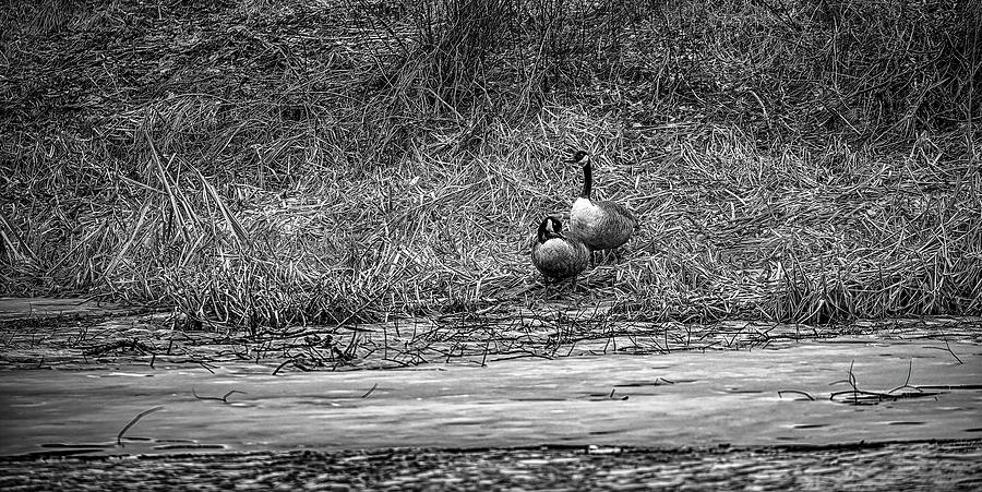 Geese BW #l0 Photograph by Leif Sohlman - Fine Art America