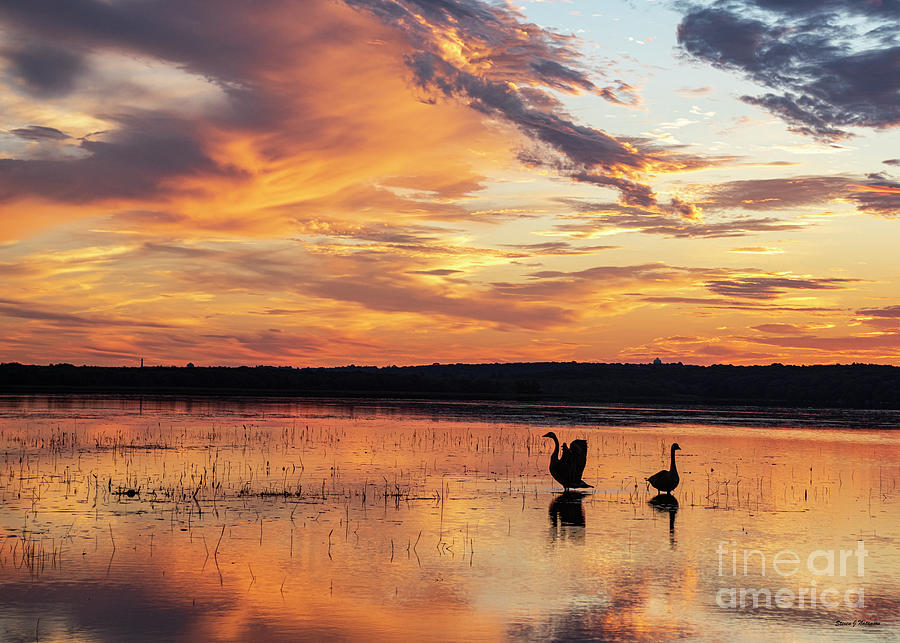 Geese Daybreak Photograph by Steven Natanson