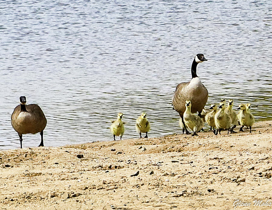 Geese family Photograph by GLENN Mohs