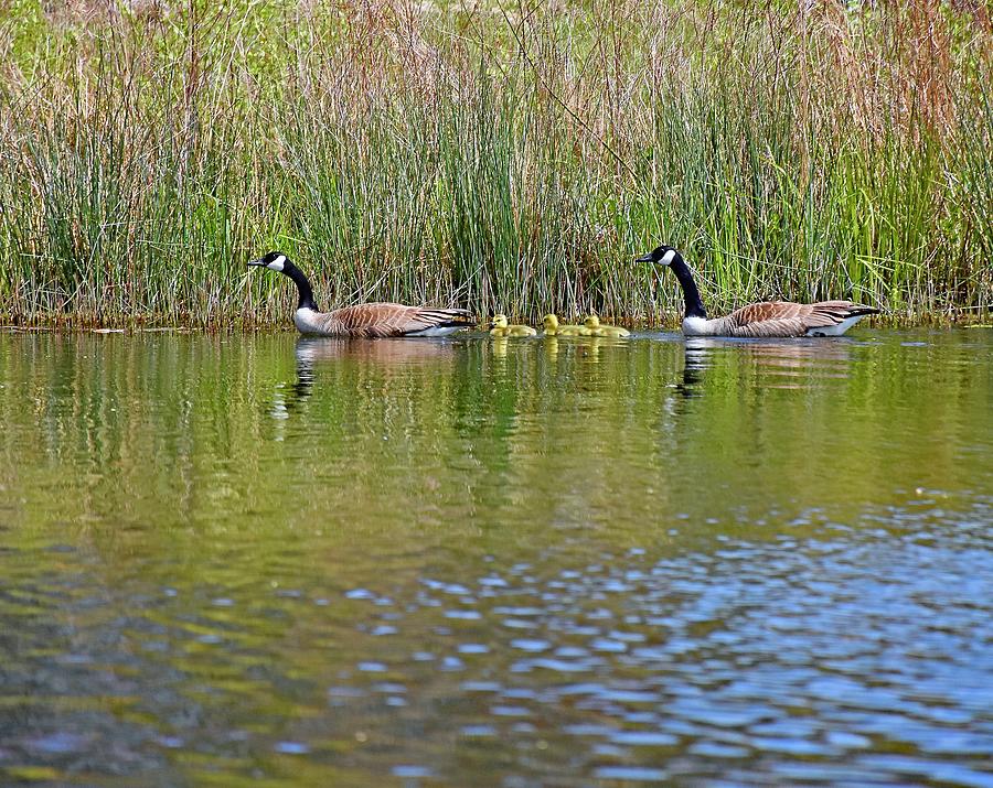 Geese Family Photograph by Monika Salvan