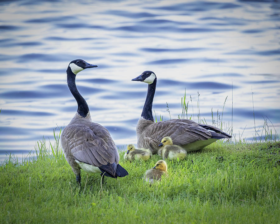 Geese Family Outing by the Lake Photograph by Patti Deters