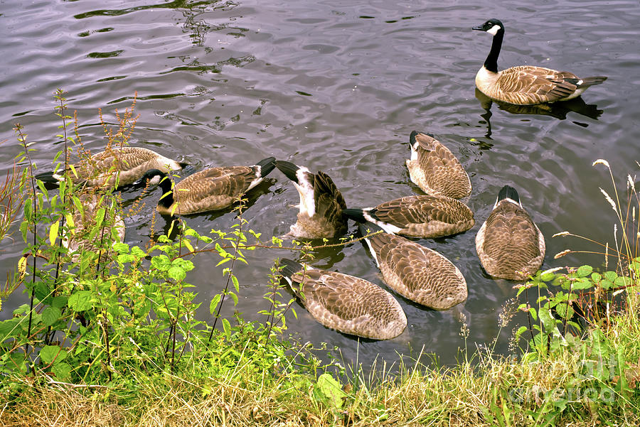 Geese feeding on the Rochdale Canal Lock  54 Slattocks UK Photograph by Pics By Tony