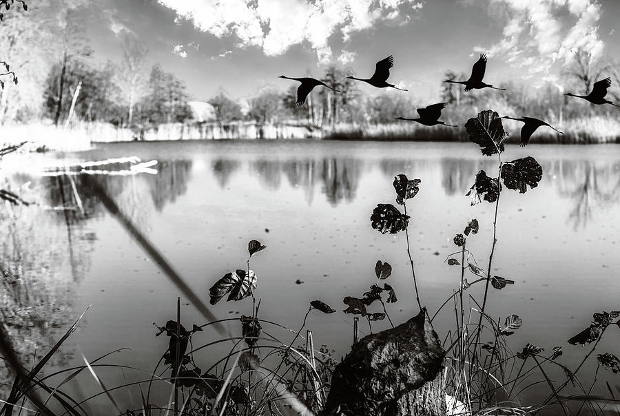 Geese Flight In Black And White /Jurmala Photograph by Aleksandrs Drozdovs