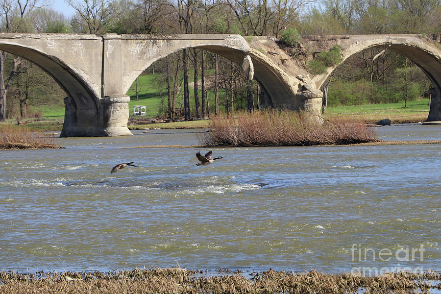 Geese Fly by Interurban Bridge-Spring 2023   2901 Photograph by Jack Schultz