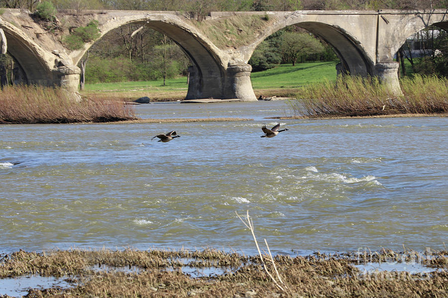 Geese Fly by Interurban Bridge-Spring 2023   2903 Photograph by Jack Schultz