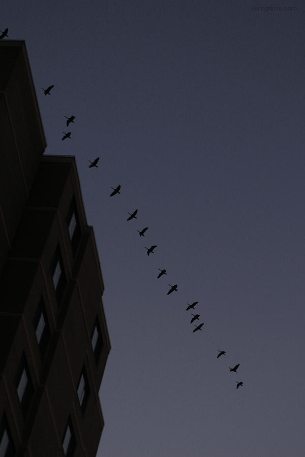 Geese Fly over Landmark Just Before Dawn March 3 2021 Photograph by Miriam A Kilmer