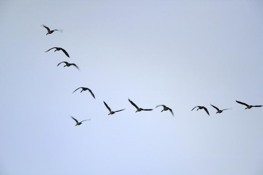 Geese flying in formation, low angle view Photograph by Photodisc