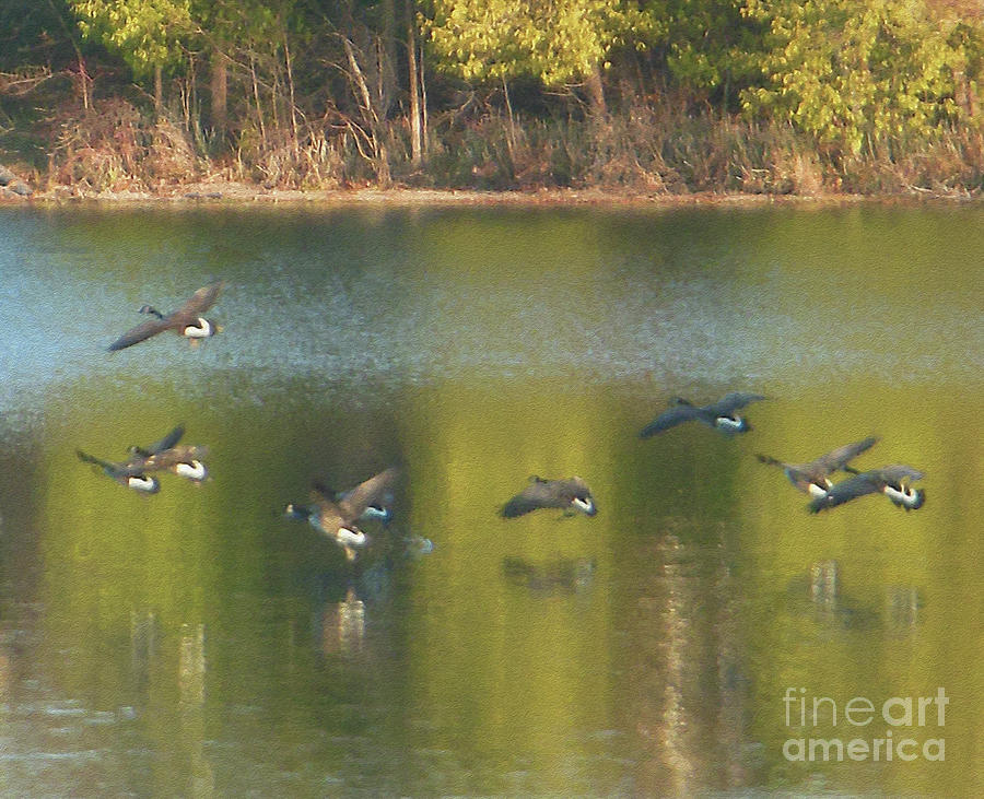 Geese Flying In Photograph by Rockin Docks