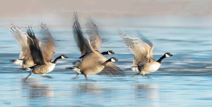 Geese Flying Off Photograph by Judi Dressler