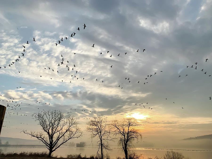 Geese flying over lake at sunrise Photograph by Karen Foley