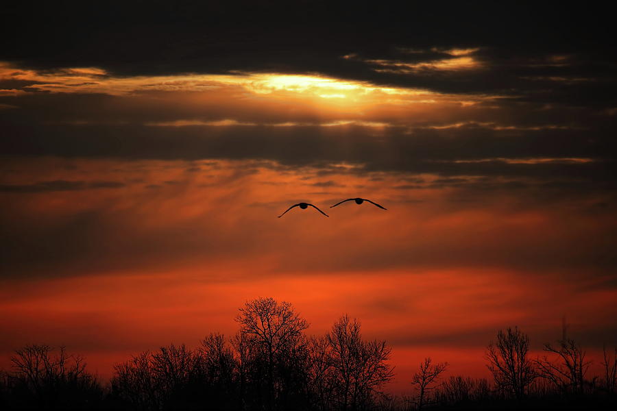Geese Flying To The Sun Photograph by Dale Kauzlaric