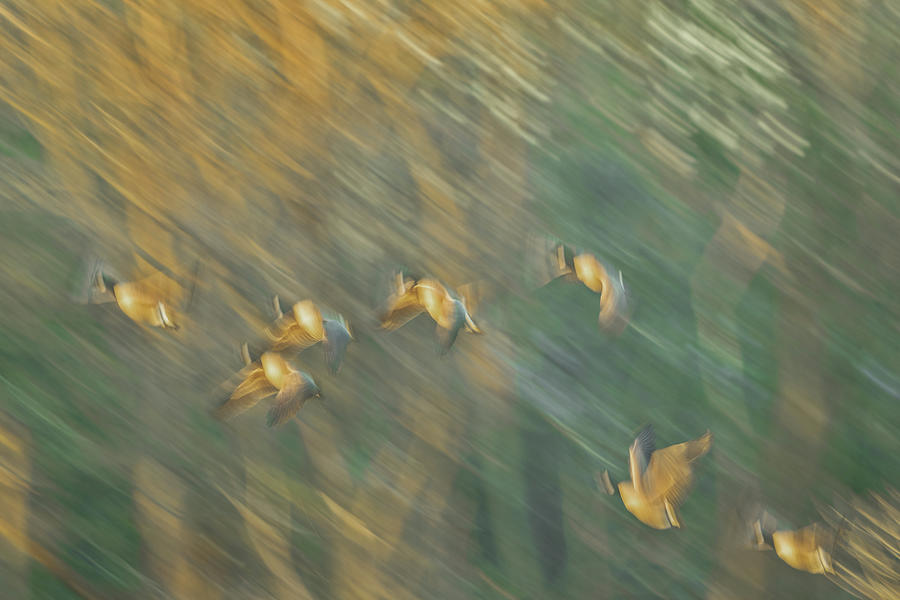 Geese in a Dream Photograph by William Jobes