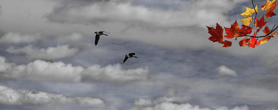 Geese in a Maple Sky Photograph by Wayne King