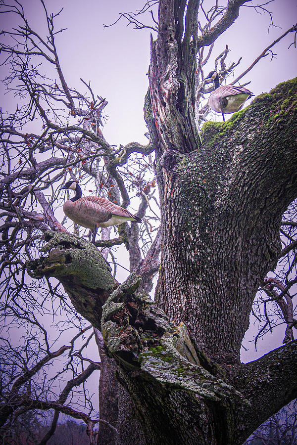 Geese in a Tree Photograph by Sally Bauer
