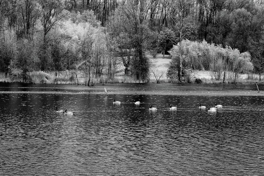 Geese in Black and White Photograph by Leah Palmer